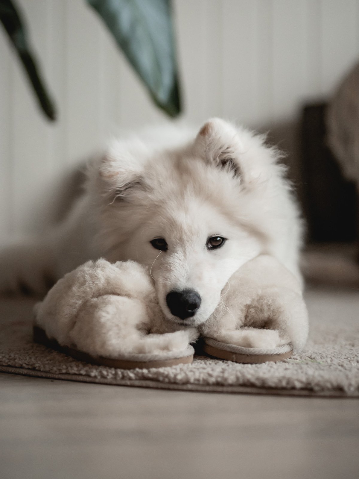 Shepherd Lovisa Creme