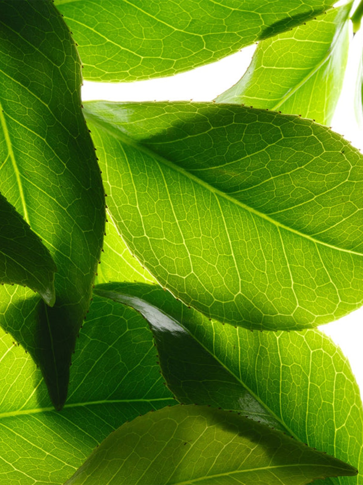 Nuxe Rêve de Thé Shower Jelly 200ml Flerfarget